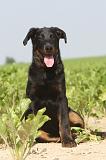 BEAUCERON - PUPPIES 013